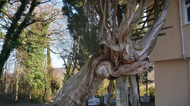 Mezarlıkların içinde yer alan ve 117 yıllık olduğu tahmin edilen ağacı her gün onlarca insan ziyarete geliyor.