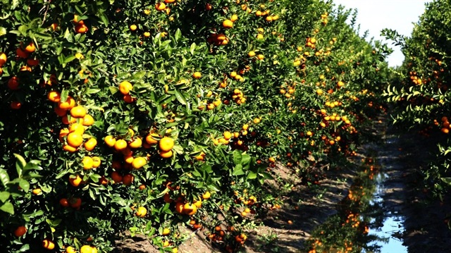 ​Adana’da Rusya ve Ukrayna’ya ihraç edilen Murcott cinsi mandalinanın hasadına başlandı.