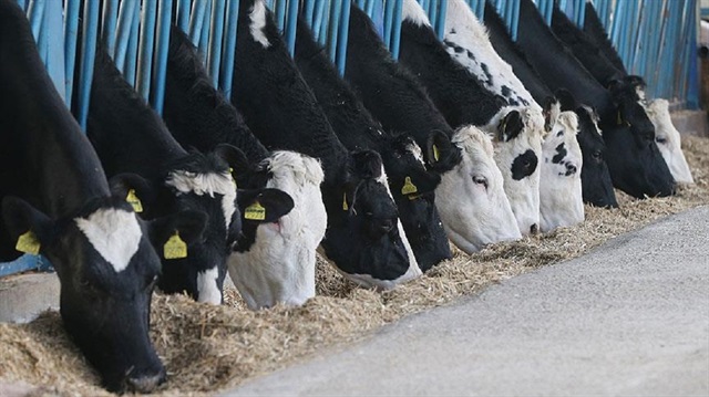 TÜİK, süt ve süt ürünleri üretimi verilerini açıkladı.