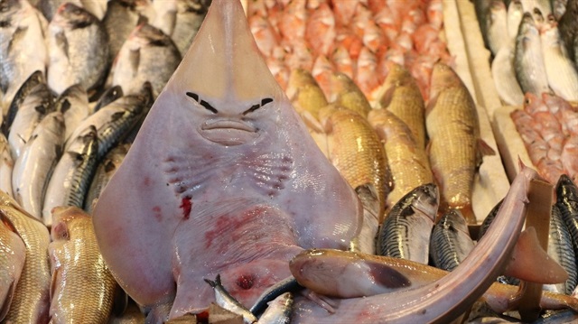 Deniz kızı'da denilen insan yüzlü balık Akdeniz'de ortaya çıktı.