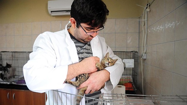 Doktor Fevzi Uzun, tedavi ettiği hasta kedilere Mozart dinletiyor.