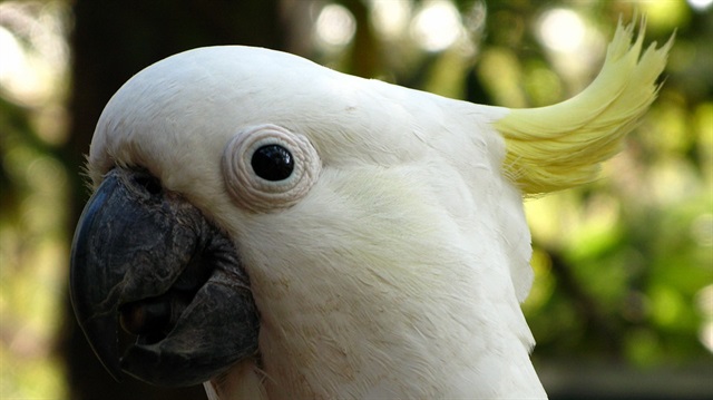 ​

“طيور الدمار الشامل” تثير الذعر فى استراليا