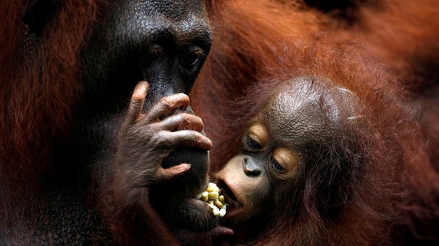 File Photo: Khansa, the Singapore Zoo's 46th orangutan baby, clings to its mother Anita