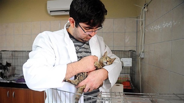 ​طبيب بيطري تركي يعالج القطط بموسيقى "موزارت" بأنطاليا التركية