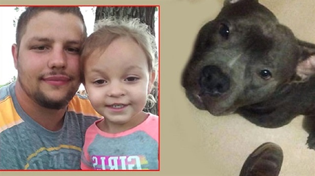 Henüz 3 gün önce alınan pitbull küçük kızın ölümüne neden oldu.