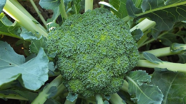 Brokolinin kalın bağırsak kanseri hücre dizilerinin çoğalmasını yüzde 95 oranında engellediği gözlendi