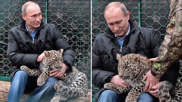 Putin’in 3 leoparından biri olduğu bilinen ’Victoria’ isimli leopar, ölü bulundu. 