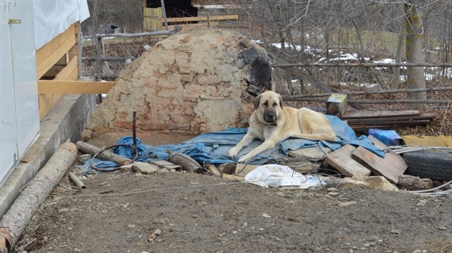 Yakılarak katledilen Çataloğlu ailesine ait çoban köpekleri, belediye ekiplerince enkaz alanında olayın üzerinden 17 gün geçtikten sonra yakalanarak rehabilite edilmek üzere barınağa yerleştirilmişti.