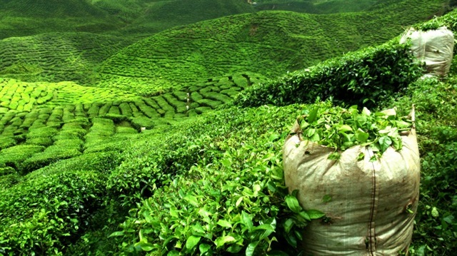 Çay ihracatı 12 milyona yaklaştı.