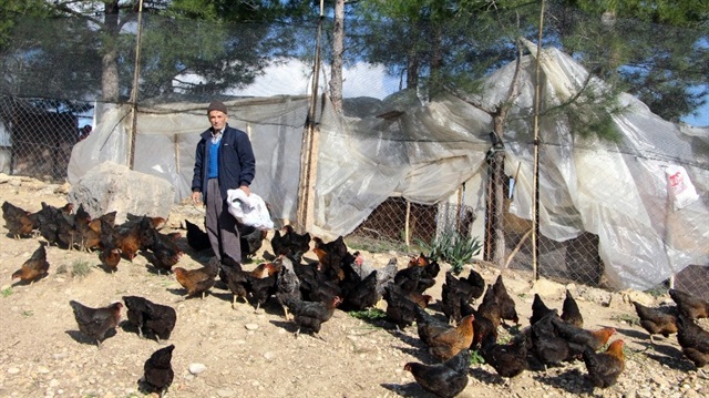 Son maaşı ile 100 tavuk alıp çiftlik kurdu, talebe yetişemiyor.
