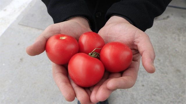 Türkiye'den yalnızca üç şirket Rusya'ya domates ihraç edebiliyor.