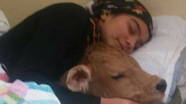 ​طفلة تركية تنام مع عجلها!