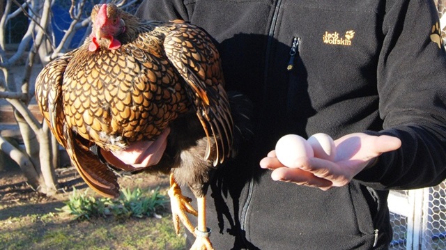 İsmail Arslan, kargo aracılığıyla ülke çapına tavuk, civciv ve yumurta satıyor. 