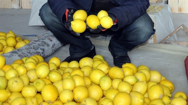 Limonun fiyatı 1,5 liraya düşünce üretici depoya aldı