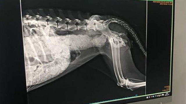 Silikon nedeniyle yemek yiyemeyen ve dışkı yapamayan köpek ameliyata alındı.