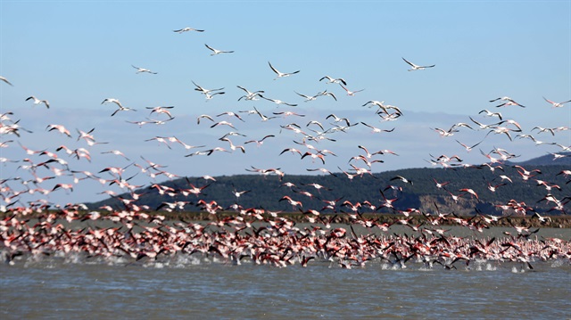 تركيا.. بحيرة "غالا" تحتضن أكثر من 150 نوعا من الطيور