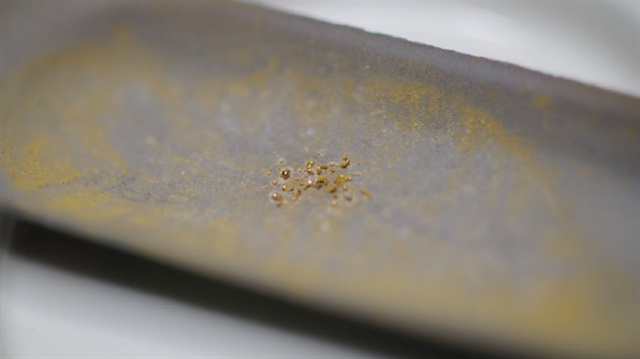 ​C-metallidurans adındaki bakteri zehirlenmemek için külçe altın üretiyor.