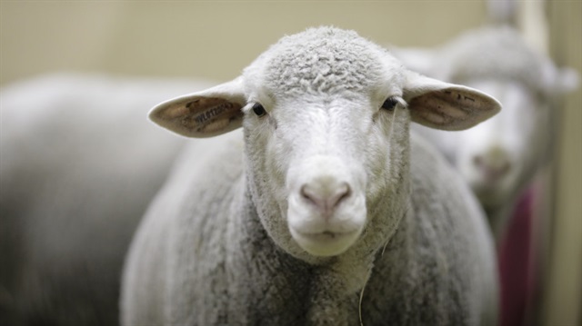300 koyun artı asgari ücret projesinin detayları belli oldu.