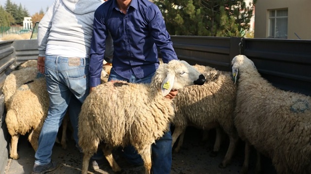 Köyüne geri dönüş yaptı, 40 koyunu aldı