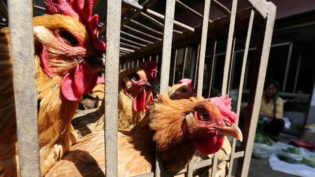 File Photo: Chickens are seen at a livestock market before the market asked to stop trading on March 1 in prevention of bird flu transmission, in Kunming, Yunnan province, China February 22, 2017. REUTERS