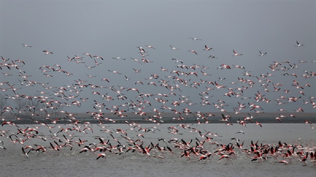 Milli park, yaklaşık 10 bin flamingoyu misafir ediyor.