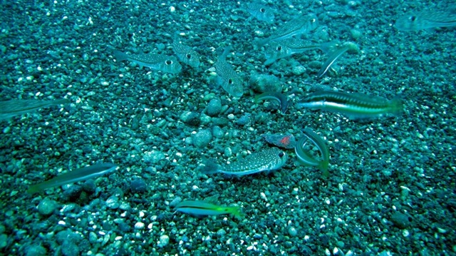 Kızıldeniz'den Akdeniz'e 60 işgalci balık türünün geldiği belirtildi. 
