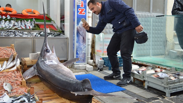 100 kilo ağırlığında, 2,5 metre uzunluğundaki balık büyük ilgi gördü. 