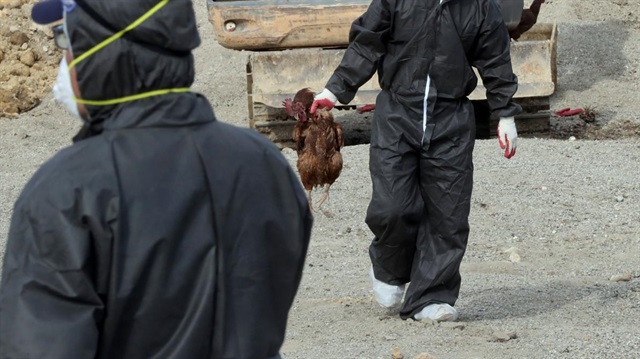 İran'da H5N8 kuş gribi virüsü tespit edildi