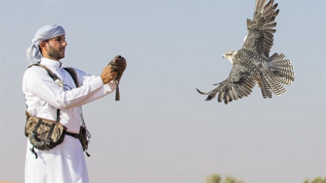 الصقور مهددة بالإنقراض بسبب الإمارات! أبو ظبي تشتري طيوراً بمليار دولار في عام واحد