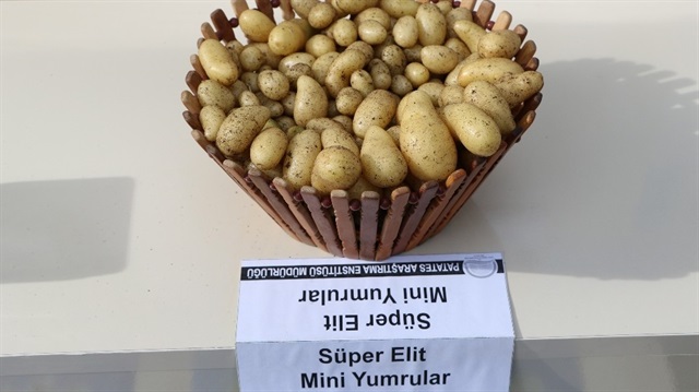 Tescil edilen 8 adet yerli patates çeşidinden ilk etapta 4 tanesinin Türkiye’de bir ilk olarak ’tohumluk üretim ve pazarlama hakkı’ ihale yoluyla satışa çıkartıldı.