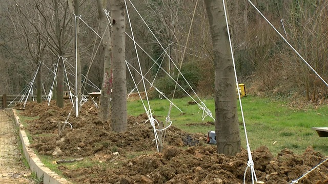 Maçka Parkı’ndaki 176 ağaç rootball yöntemi ile taşındı.