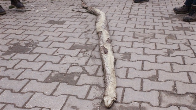 Yılanın boyunun 3 metre 20 santimetre olduğu belirtildi. 