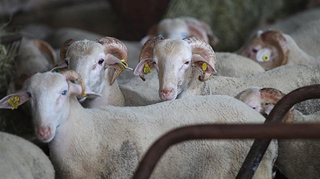 'Köyüne geri dönene 300 damızlık koyun' projesinde ilk adım atıldı.