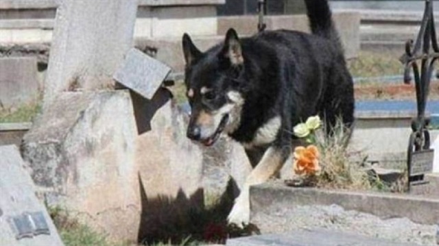 Arjantin’de 12 yıl önce hayatını kaybeden sahibinin mezarı başından ayrılmayan “Capitan” isimli köpek öldü.