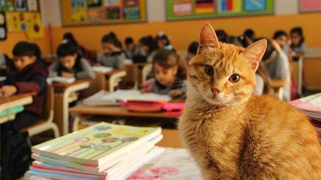 Tombi, İzmir'de bir ilkokulda çocuklar tarafından bakılıyor.