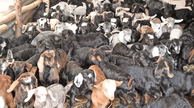 ‘Mersin’de Kıl Keçisi Islahı Projesi’ kapsamında dağıtılan damızlık kıl keçileri ilk yavruları verdi. 