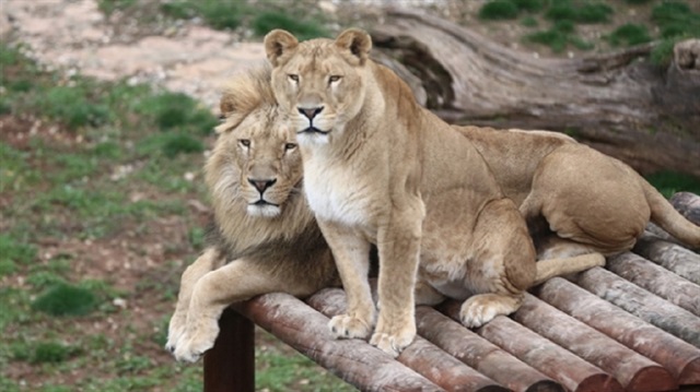 ​Dişilere "Nil" ve "Sultan", erkeklere "Sudan" ve "Sevakin" isimleri verilen yavru aslanlar, büyük ilgi görüyor. 