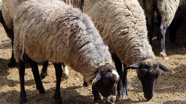 300 koyun projesiyle ilgili başvurular 21 Şubat itibariyle başladı.