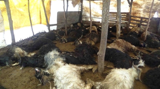 ​Diyarbakır’ın Kulp ilçesinde ahıra saldıran aç kurtlar, 49 keçiyi telef etti, 20 keçiyi de yaraladı.