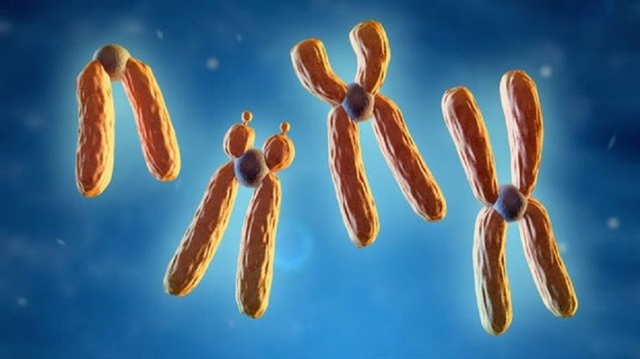 3 bin kadının genetik zinciri incelendi, X kromozomlarının genetik analizi yapıldı.