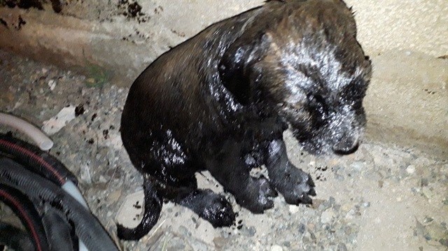 Gaziantep'te yakıt dolu tanka atılan yavru köpek kurtarıldı.