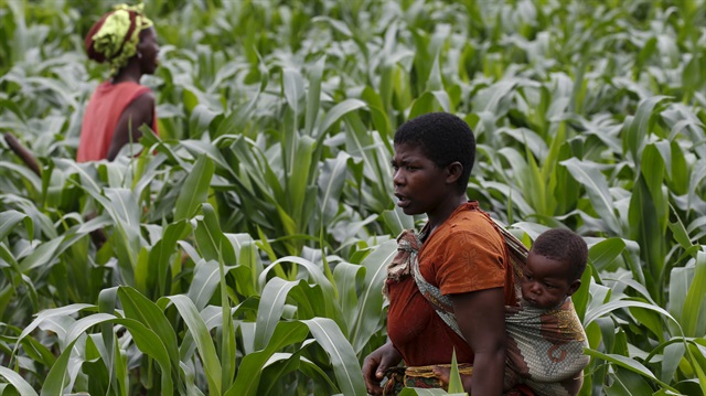 Maize fields in Malawi..