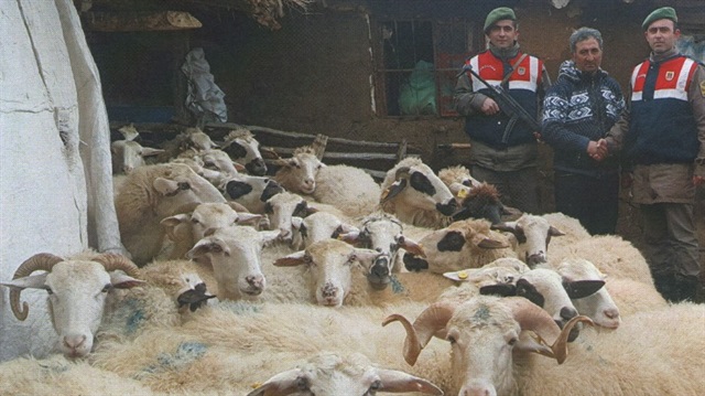 Afyon'da çalınan 41 koyun bulunarak sahibine teslim edildi