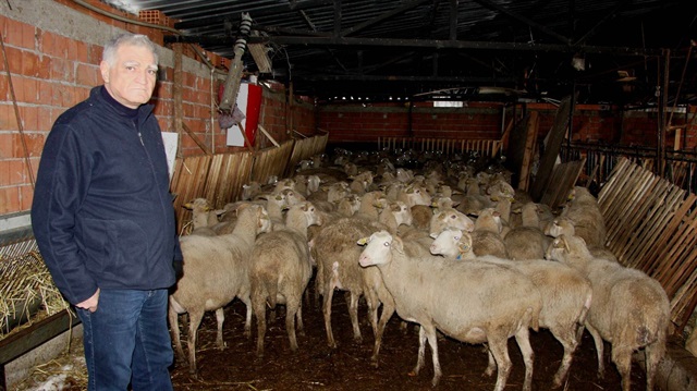 Türkiye Ziraatçılar Derneği'nden 300 koyun projesi için 'Genişletin' çağrısı geldi...