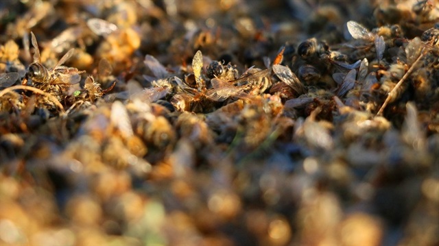 Toplu arı ölümleri