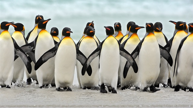 Ekoloji uzmanı: Antarktika'da daha önce hiç görülmemiş devasa bir penguen grubu keşfettik