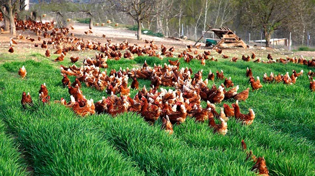 Tiken, çiftlik kurma sürecinde eşinin desteğinin kendisine güç verdiğini, şimdilerde hem çocuklarına bakmanın hem de işini yapmanın mutluluğunu yaşadığını kaydetti.