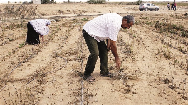 Filistin Tarım Bakanlığı, içeriği bilinmeyen ilâçları tahlil imkanlarının bulunmadığını açıkladı. 