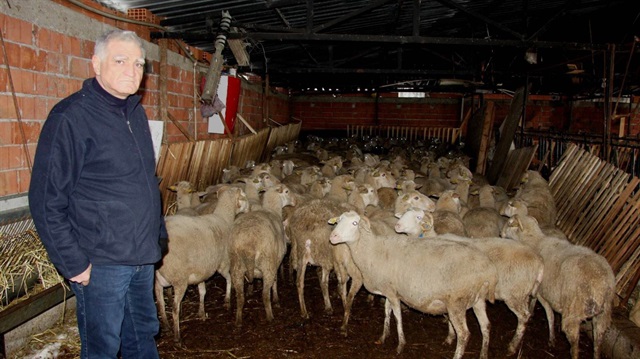 300 koyun projesinde dağıtım Nisan'da başlıyor