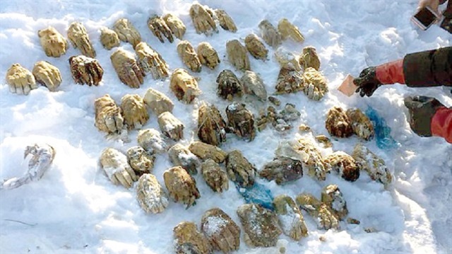 Sibirya'da bir nehrin kıyısında 27 insana ait el bulundu.  (Fotoğraf: The Serbian Times)